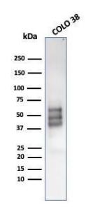 Western blot analysis of COLO-38 cell lysate using Anti-SOX10 Antibody [rSOX10/1074]