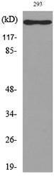 Western blot analysis of lysate from 293 cells using Anti-IL16 Antibody