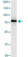 Anti-EPS8L2 Rabbit Polyclonal Antibody