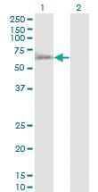 Anti-RUVBL1 Mouse Monoclonal Antibody [clone: 3G4-1F8]