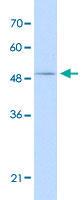 Anti-FOXQ1 Rabbit Polyclonal Antibody