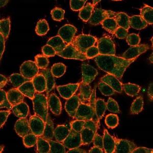 Immunofluorescent analysis of PFA fixed HeLa cells stained with Anti-SOX10 Antibody [PCRP-SOX10-1D8] followed by Goat Anti-Mouse IgG (CF and #174; 488) (Green). Counterstain is Phalloidin (Red)