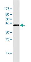 Anti-EIF5A Mouse Monoclonal Antibody [clone: 8C1]