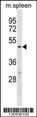 Anti-TBX20 Rabbit Polyclonal Antibody (Biotin)