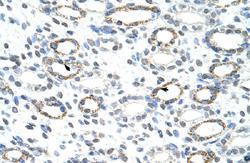 Anti-FOXQ1 Rabbit Polyclonal Antibody