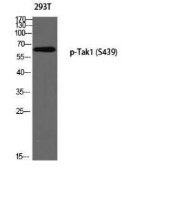 Western blot analysis of 293T using Anti-MAP3K7 (phospho Ser439) Antibody