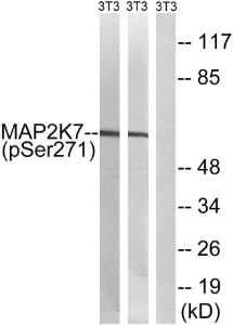 Western blot analysis of lysates from NIH/3T3 cells treated with insulin 0.01 U/ml 15' and NIH/3T3 cells treated with EGF 200 ng/ml 30' using Anti-MAP2K7 (phospho Ser271) Antibody. The right hand lane represents a negative control, where the Antibody is blocked by the immunising peptide