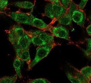 Immunofluorescent analysis of PFA-fixed U87 cells stained with Anti-MED21 Antibody [PCRP-MED21-4B5] followed by Goat Anti-Mouse IgG (CF&#174; 488) (Green) Membrane stained with Phalloidin