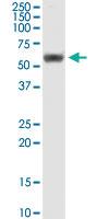 Anti-RUVBL1 Mouse Monoclonal Antibody [clone: 3G4-1F8]