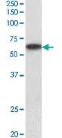 Anti-P2RX4 Goat Polyclonal Antibody