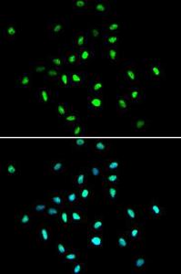 Anti-HDAC1 antibody