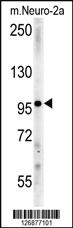 Anti-IPO9 Rabbit Polyclonal Antibody