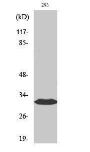 Anti-DAPP1 antibody