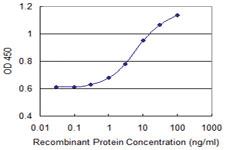 Anti-CLCA1 Mouse Monoclonal Antibody [clone: 1C4]