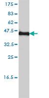 Anti-KCNF1 Mouse Monoclonal Antibody [clone: 1B2-7B6]