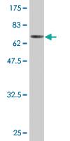 Anti-RNH1 Mouse Monoclonal Antibody [clone: 3F5]