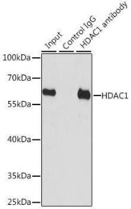 Anti-HDAC1 antibody