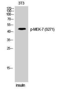 Western blot analysis of 3T3 cells using Anti-MAP2K7 (phospho Ser271) Antibody