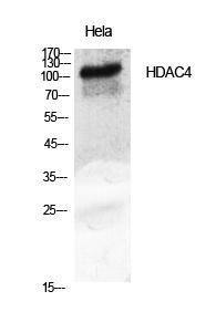 Western blot analysis of various cells using Anti-HDAC4 Antibody