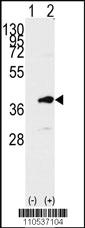 Anti-PBK Rabbit Polyclonal Antibody