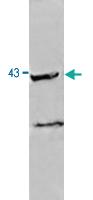 Anti-NEU2 Rabbit Polyclonal Antibody