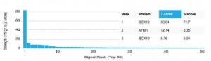 Analysis of protein array containing more than 19000 full-length human proteins using Anti-SOX10 Antibody [PCRP-SOX10-1D8]