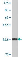 Anti-SREBF2 Mouse Polyclonal Antibody