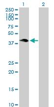 Anti-HSH2D Mouse Polyclonal Antibody