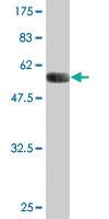 Anti-TGIF2 Mouse Monoclonal Antibody [clone: 3G8]