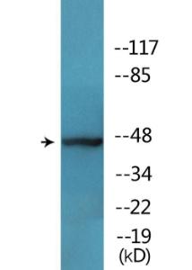 Antibody A93969-100