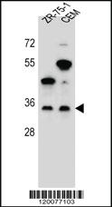 Anti-GPM6B Rabbit Polyclonal Antibody