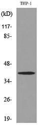 Western blot analysis of lysate from THP 1 cells using Anti-IL10 Antibody