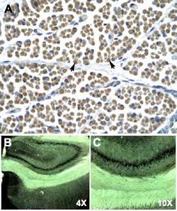 Anti-GABRD Rabbit Polyclonal Antibody