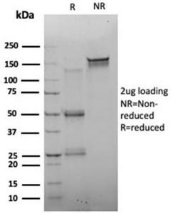 Anti-FOXQ1 Mouse Monoclonal Antibody [Clone: PCRP-FOXQ1-2D2]