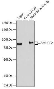 Anti-SMURF 2 Rabbit Monoclonal Antibody [clone: ARC1897]