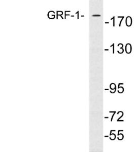 Anti-GRLF1 Rabbit Polyclonal Antibody