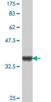 Anti-ZNF37A Mouse Polyclonal Antibody