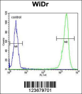 Anti-DEK Rabbit Polyclonal Antibody