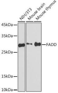 Western blot analysis of extracts of various cell lines, using Anti-FADD Antibody [ARC51937] (A307153) at 1:1000 dilution. The secondary Antibody was Goat Anti-Rabbit IgG H&L Antibody (HRP) at 1:10000 dilution. Lysates/proteins were present at 25 µg per lane