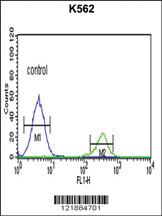 Anti-KIR3DS1 Rabbit Polyclonal Antibody