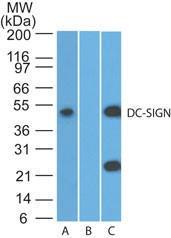 Anti-CD209 Rabbit Polyclonal Antibody