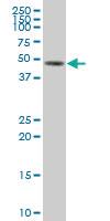 Anti-KCNJ11 Mouse Polyclonal Antibody