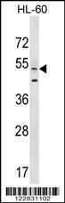 Anti-AGFG2 Rabbit Polyclonal Antibody