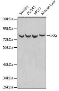 Anti-IKKi/IKKe antibody