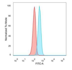 Anti-FOXQ1 Mouse Monoclonal Antibody [Clone: PCRP-FOXQ1-2D2]