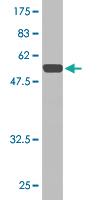 Anti-TGIF2 Mouse Monoclonal Antibody [clone: 3G8]