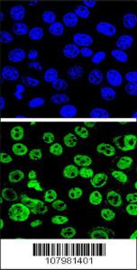 Anti-MDM2 Rabbit Polyclonal Antibody (FITC (Fluorescein))