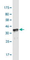 Anti-ZNF37A Mouse Monoclonal Antibody [clone: 4H9]