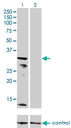 Anti-KCNJ15 Mouse Monoclonal Antibody [clone: 1B2]