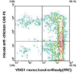 Anti-VSIG1 Mouse Monoclonal Antibody (PE (Phycoerythrin)) [clone: CT1]